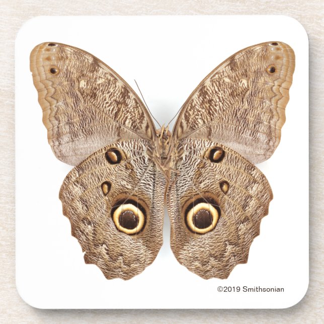 Posavasos Mariposa del búho (Frente)