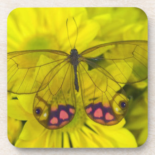 Posavasos Mariposa en amarillo