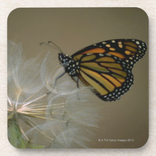 Posavasos Mariposa en el diente de león
