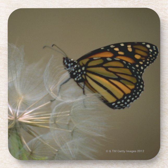 Posavasos Mariposa en el diente de león (Frente)