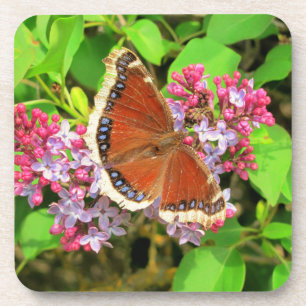 Posavasos Mariposa en Lilacs