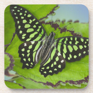 Posavasos Mariposa en verde