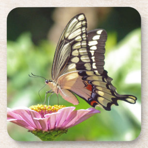Posavasos Mariposa Gigante