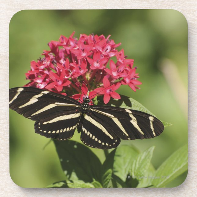 Posavasos Mariposa longwing de la cebra, Heliconius (Frente)
