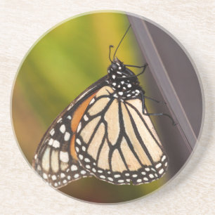 Posavasos Mariposa monarca en Agave