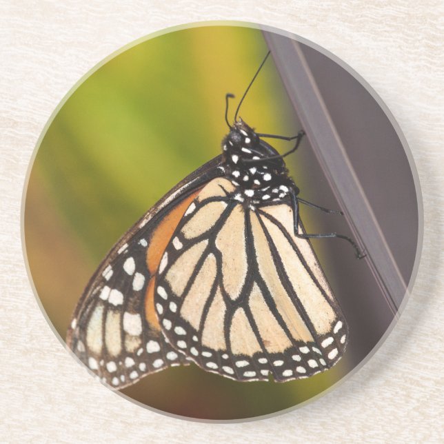 Posavasos Mariposa monarca en Agave (Frente)