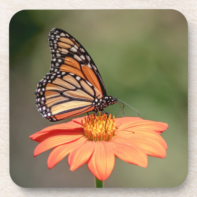 Posavasos Mariposa monarca en una flor naranja (Frente)