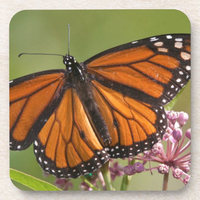 Posavasos Mariposa Monarca macho en Algodoncillo de Pantano (Frente)