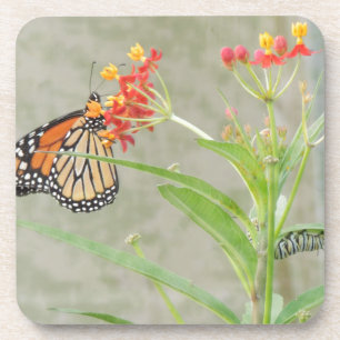 Posavasos Mariposa monarca y oruga