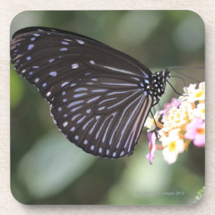 Posavasos Mariposa negra y azul en la flor