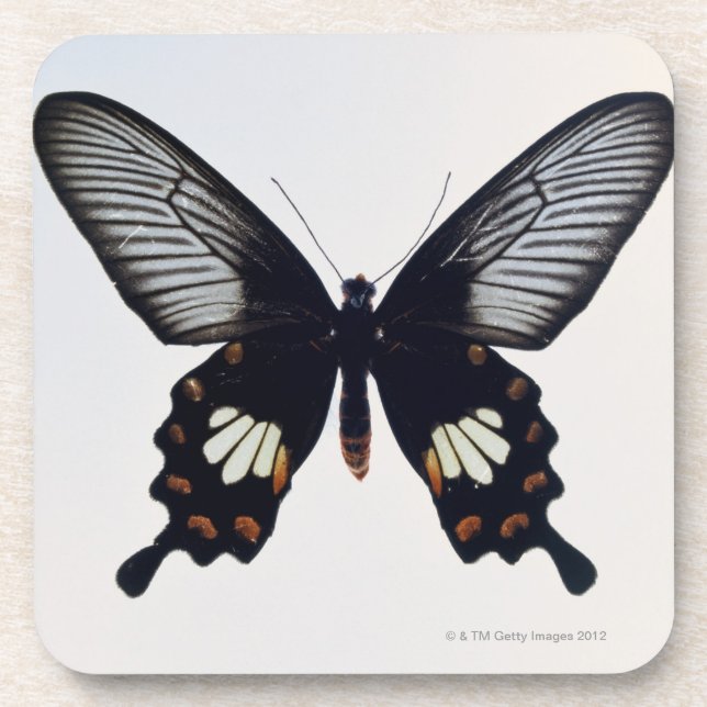 Posavasos Mariposa negra y marrón (Frente)