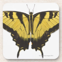 Mariposa occidental de Swallowtail del tigre