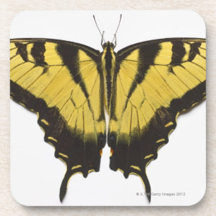 Posavasos Mariposa occidental de Swallowtail del tigre