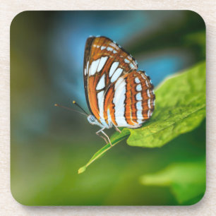 Posavasos Mariposa rayada blanca y Naranja