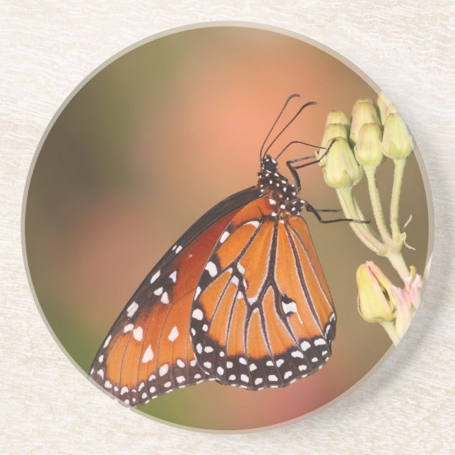 Posavasos Mariposa reina en una rama (Frente)