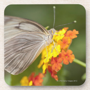 Posavasos Mariposa simple en las flores amarillas y rojas