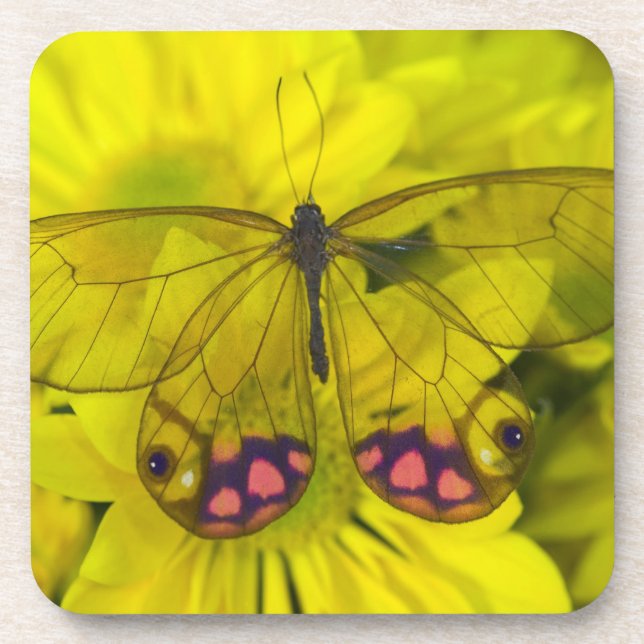 Posavasos Mariposa sobre amarillo (Frente)