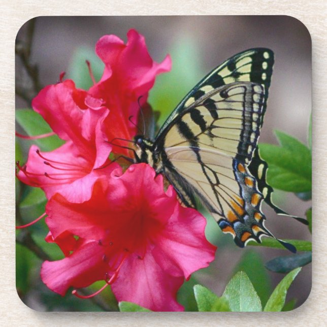 Posavasos Mariposa Sobre Flores Rosa Conjunto De Montaña (Frente)