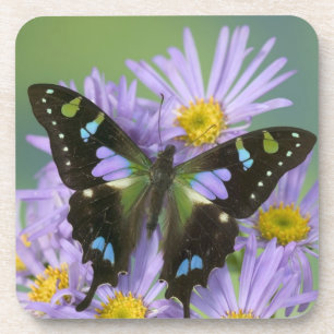 Posavasos Mariposa sobre púrpura