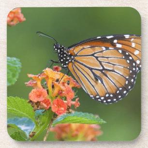 Posavasos Mariposa soldado (Danaus eresimus) alimentándose