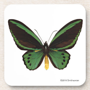 Posavasos Mariposa verde de Birdwing