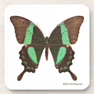 Posavasos Mariposa verde de Swallowtail