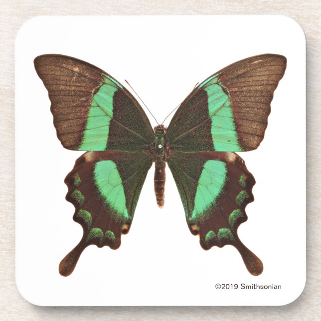 Posavasos Mariposa verde de Swallowtail (Frente)