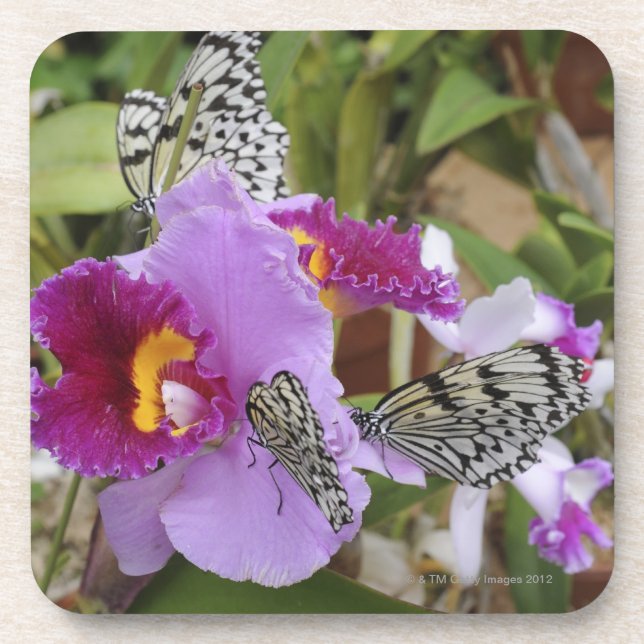 Posavasos Mariposas de papel de la cometa (leuconoe de la (Frente)