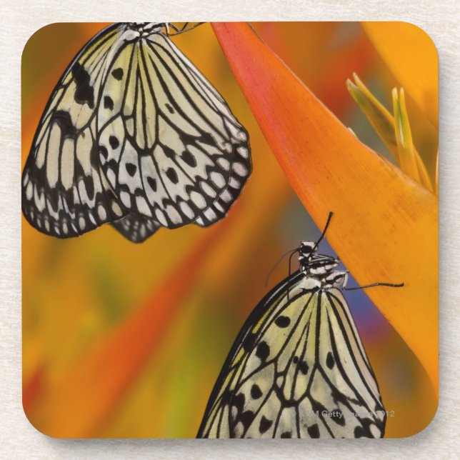 Posavasos Mariposas de papel de la cometa (leuconoe de la (Frente)