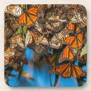 Posavasos Mariposas monarcas migratorias aferradas a hojas