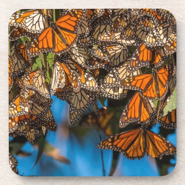 Posavasos Mariposas monarcas migratorias aferradas a hojas (Frente)