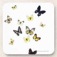 Mariposas tiradas en blanco