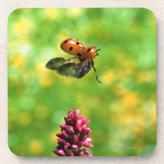 Posavasos mariquita (Frente)