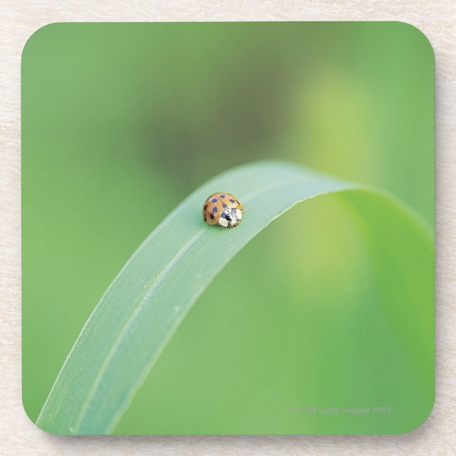 Posavasos Mariquita de Brown (Frente)