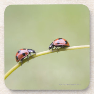 Posavasos Mariquitas en el tronco, Biei, Hokkaido, Japón