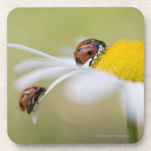 Posavasos Mariquitas en una margarita de ojo de buey, Biei,