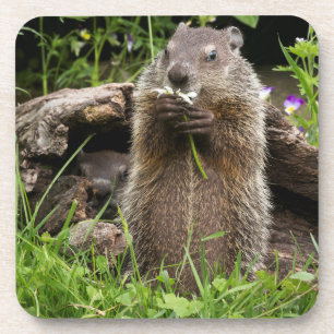 Posavasos Marmota comiendo una flor