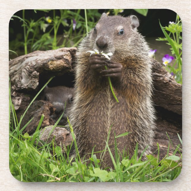 Posavasos Marmota comiendo una flor (Frente)