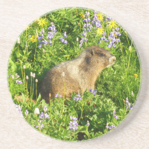 Posavasos Marmota en flores silvestres del Monte Rainier