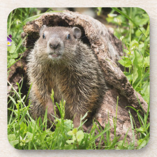 Posavasos Marmota en un tronco hueco