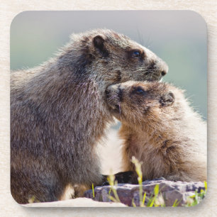 Posavasos Marmota Madre con Bebé