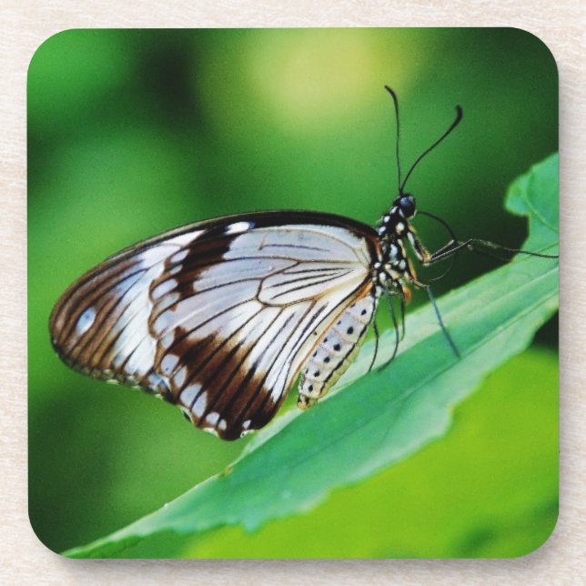 Posavasos Marrón oscuro y mariposa gris (Frente)