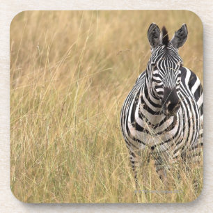 Posavasos Masai Mara, Kenia