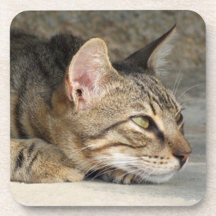 Posavasos Máscaras de gato de tabla