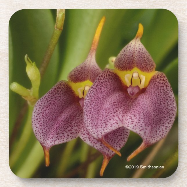 Posavasos Masdevallia (Frente)