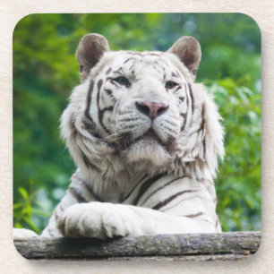 Posavasos Máster de tigres blancos