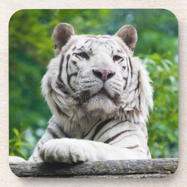 Posavasos Máster de tigres blancos (Frente)
