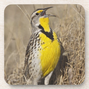 Posavasos Meadowlark occidental (Strunella neglecta)
