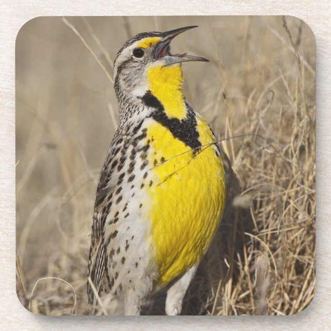 Posavasos Meadowlark occidental (Strunella neglecta) (Frente)