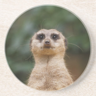 Posavasos Meerkat 001